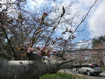 2013年4月30日 桜 八郎潟線