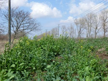 2013年4月30日 菜の花　船越線