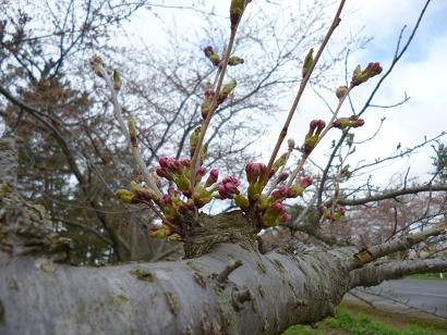 2013年4月28日 桜 八郎潟線