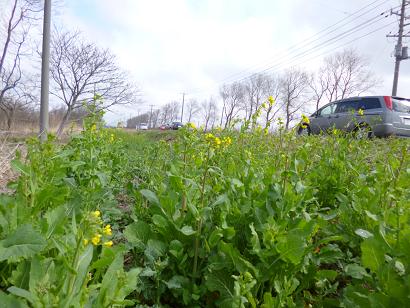 2013年4月28日 菜の花　船越線