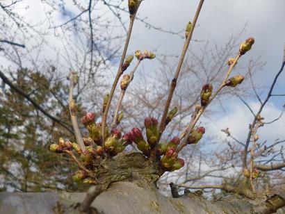 2013年4月25日 桜 八郎潟線