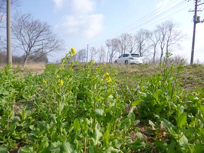 2013年4月25日 菜の花　船越線