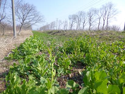 2013年4月22日 菜の花　船越線