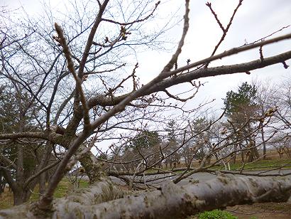 2013年4月18日 桜 八郎潟線