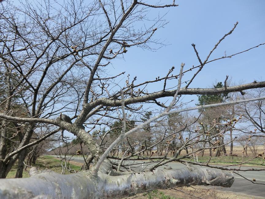2013年4月16日 桜 八郎潟線