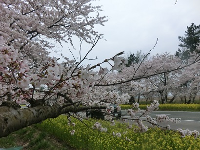 2014年4月28日 桜 八郎潟線