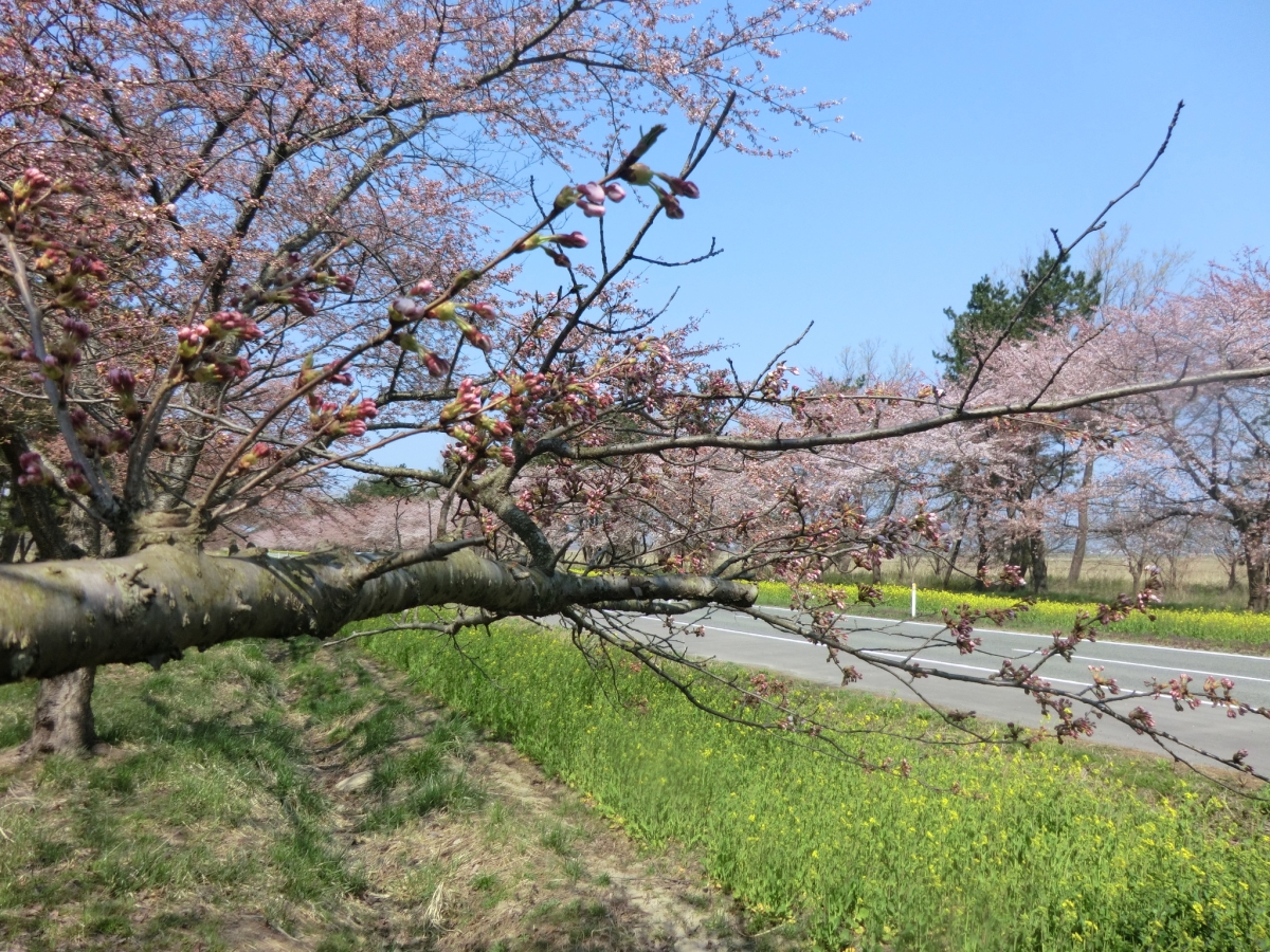 2014年4月25日 桜 八郎潟線