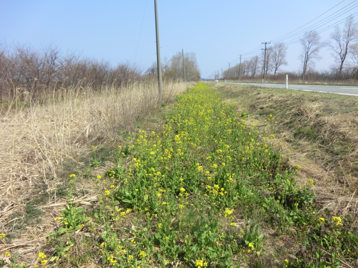 2014年4月25日 菜の花　船越線