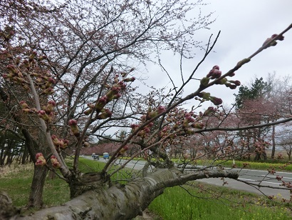 2014年4月23日 桜 八郎潟線