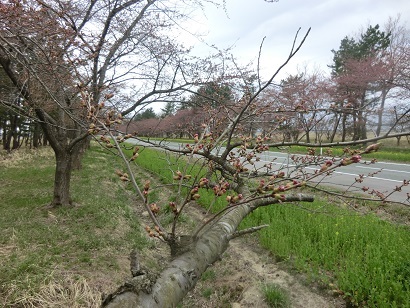 2014年4月21日 桜 八郎潟線
