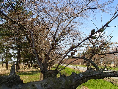 2014年4月17日 桜 八郎潟線