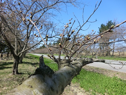 2014年4月14日 桜 八郎潟線