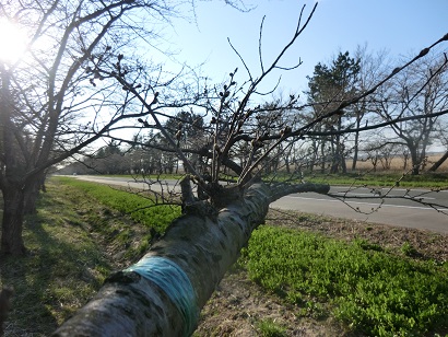 2014年4月11日 桜 八郎潟線