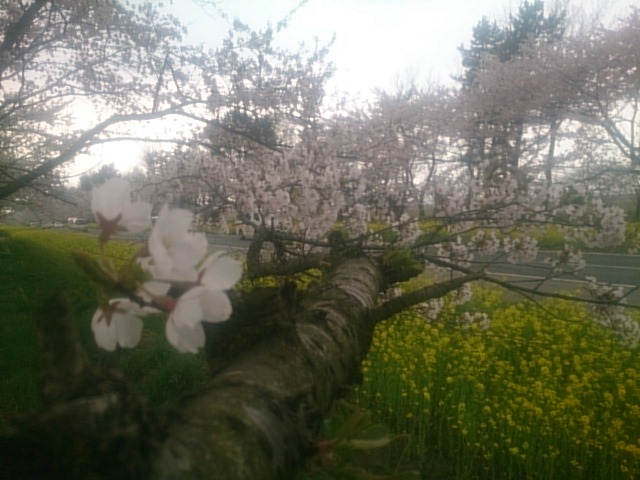 2015年4月24日 桜 八郎潟線