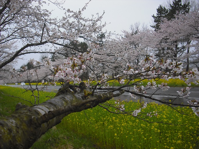 2015年4月22日 桜 八郎潟線