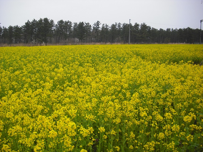 2015年4月22日 ミニSL会場