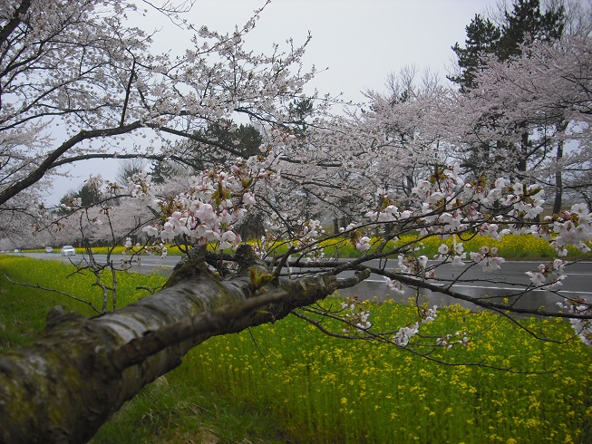 2015年4月20日 桜 八郎潟線