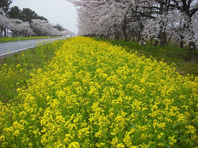 2015年4月20日