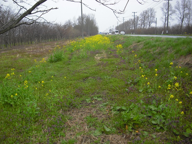 2015年4月20日 菜の花　船越線