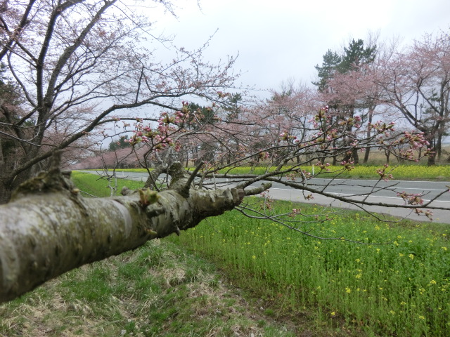 2015年4月17日 桜 八郎潟線