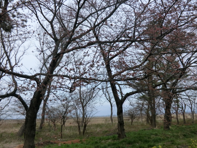 2015年4月15日 桜 八郎潟線