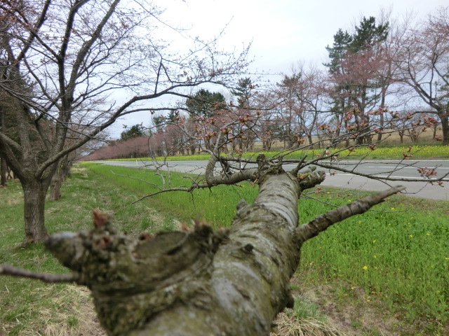 2015年4月14日 桜 八郎潟線