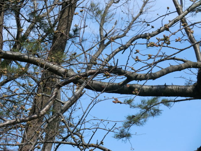 2015年4月13日 桜 八郎潟線