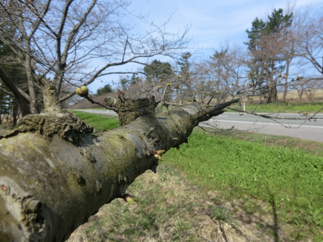 2015年4月10日 桜 八郎潟線