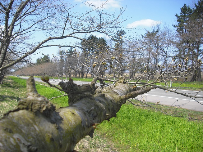 2015年4月9日 桜 八郎潟線