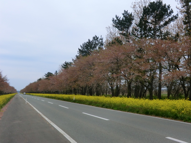 2016年5月2日 桜 八郎潟線
