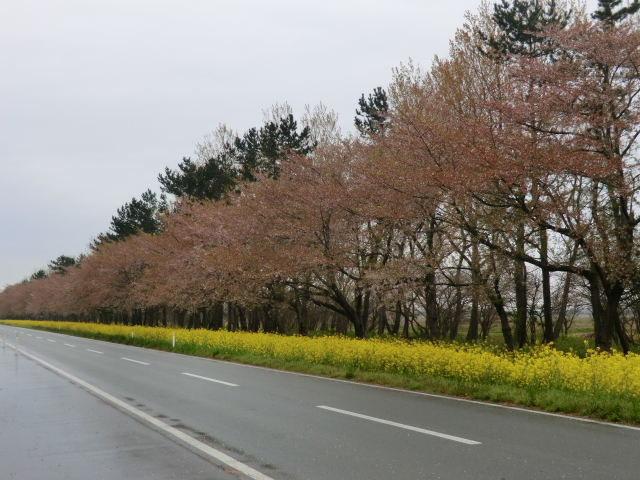 2016年5月1日 桜 八郎潟線