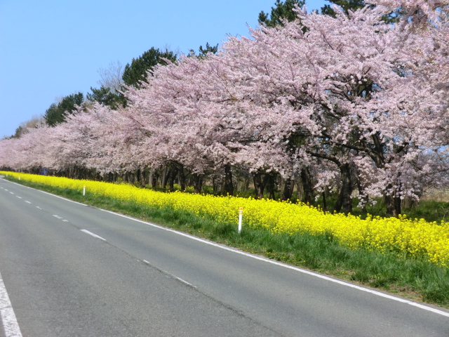 2016年4月27日 桜 八郎潟線