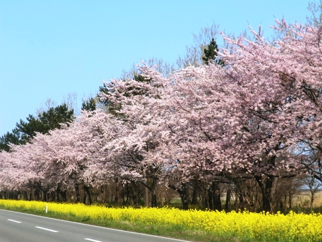 2016年4月26日 桜 八郎潟線