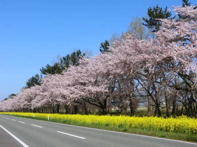 2016年4月25日 桜 八郎潟線