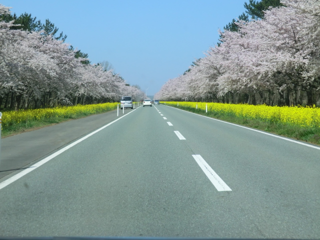 2016年4月24日 桜 八郎潟線
