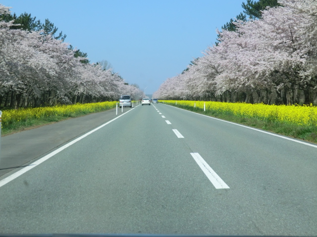 2016年4月24日 桜 八郎潟線