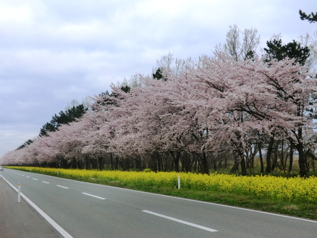 2016年4月23日 桜 八郎潟線