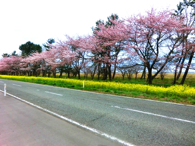 2016年4月21日 桜 八郎潟線