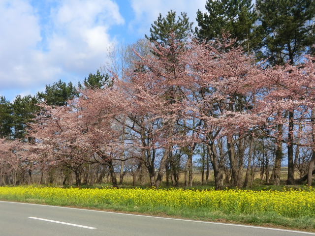 2016年4月20日 桜 八郎潟線