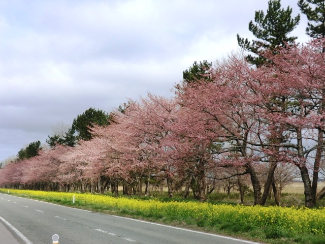 2016年4月19日 桜 八郎潟線