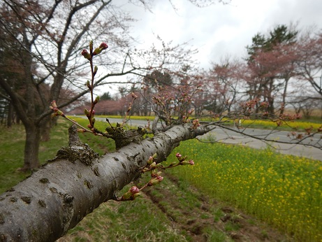 2016年4月18日 桜 八郎潟線