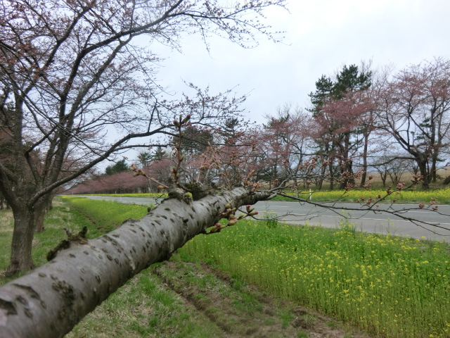 2016年4月17日 桜 八郎潟線