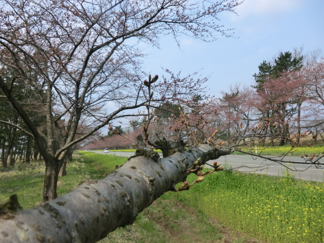 2016年4月16日 桜 八郎潟線