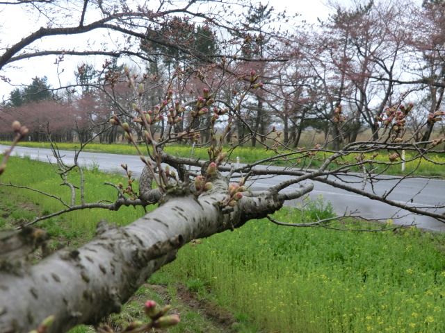 2016年4月15日 桜 八郎潟線