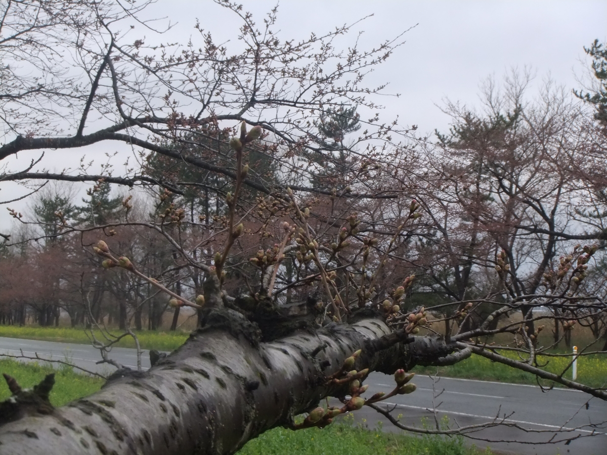 2016年4月14日 桜 八郎潟線