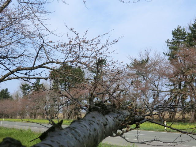 2016年4月13日 桜 八郎潟線