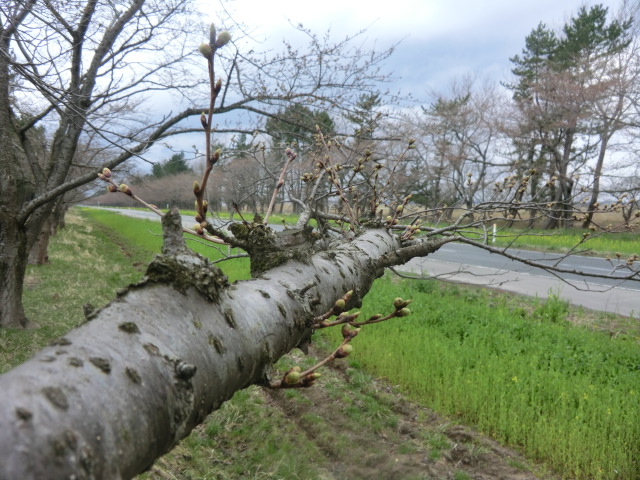 2016年4月11日 桜 八郎潟線