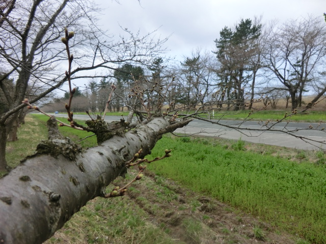 2016年4月8日 桜 八郎潟線