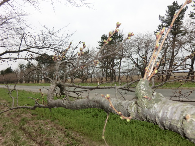 2016年4月7日 桜 八郎潟線