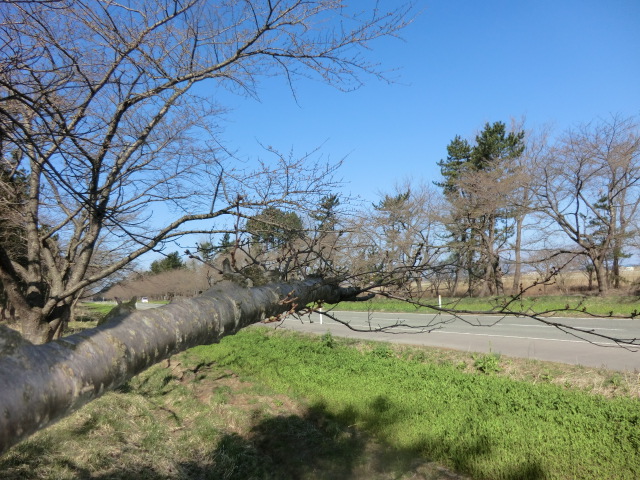 2016年4月6日 桜 八郎潟線